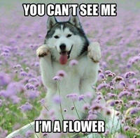 Dogs