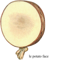 Le
