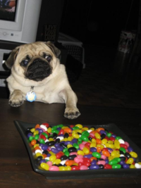 Dogs