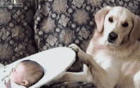 Dogs