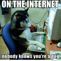 Dogs