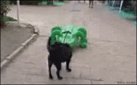 Dogs