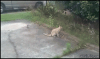 GIF