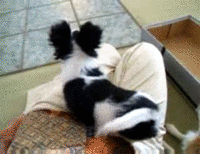 Dogs