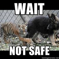 Dogs