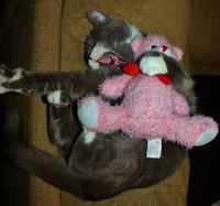 Cats
