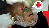 Dying Orangutan