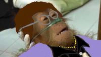 Dying Orangutan