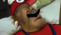 Dying Orangutan