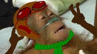 Dying Orangutan