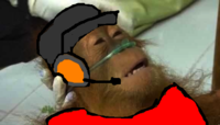 Dying Orangutan