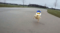 Dolan