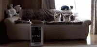 Cats
