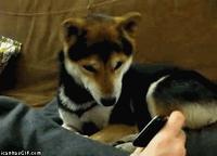 Dogs