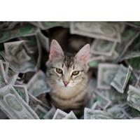 CashCats