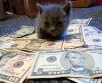 CashCats