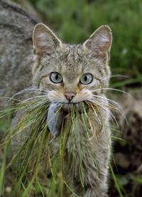Cats