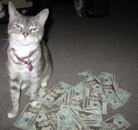CashCats