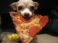 Dogs