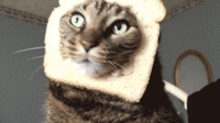 Cat Breading