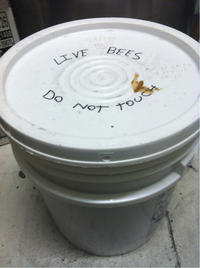 Bees