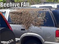 Bees
