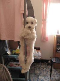 Dogs