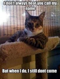 The Most Interesting Cat in the World