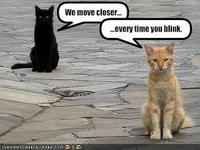 LOLcats