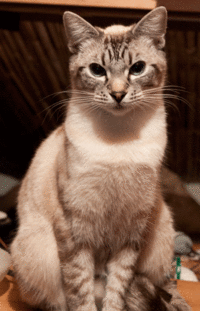 Wigglegrams