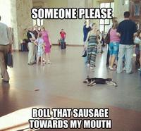 Dogs
