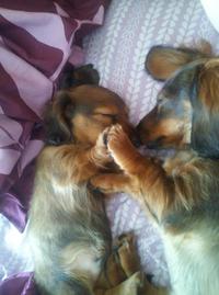 Dogs