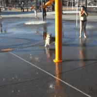 Dogs