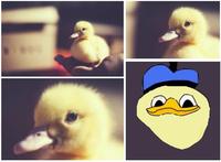 Dolan