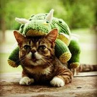 Lil Bub