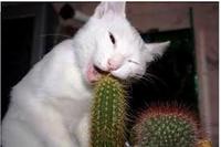 LOLcats