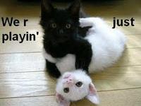 LOLcats