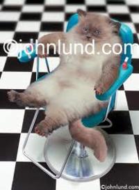 LOLcats