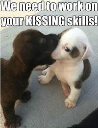 Dogs