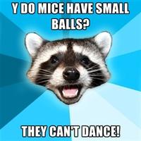 Lame Pun Coon
