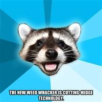 Lame Pun Coon