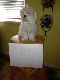 Dogshaming