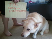 Dogshaming