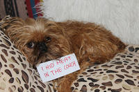 Dogshaming