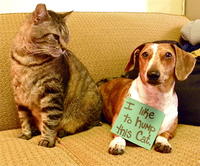 Dogshaming
