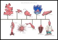 LOLgraphs