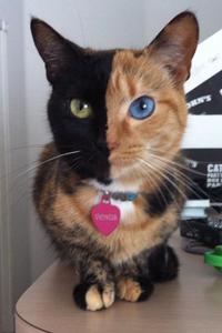 Cats