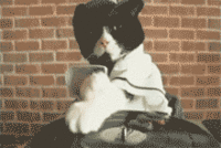Cats