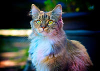 Cats