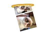 Grumpy Cat